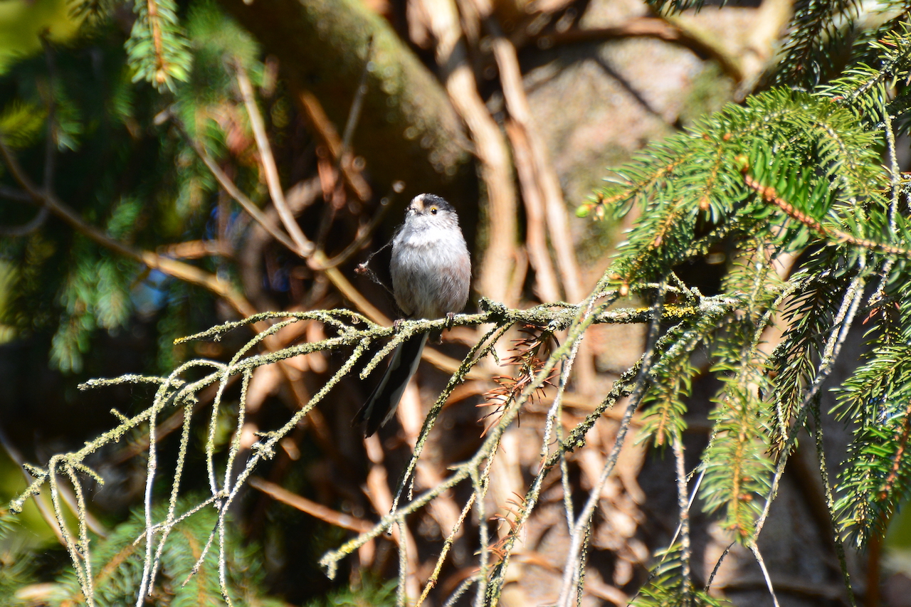 Aegithalos caudatus aremoricus
